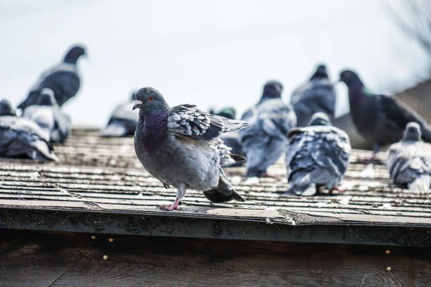 Image of pigeons. Shooting Location: Yokohama-city kanagawa prefecture
