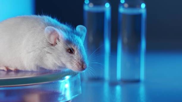 Medical Research Scientist Tests Vaccine Experimental Drug on a Laboratory Mouse.