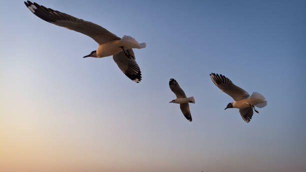 sea birds of indian ocean flying over the coastline. blue sky.