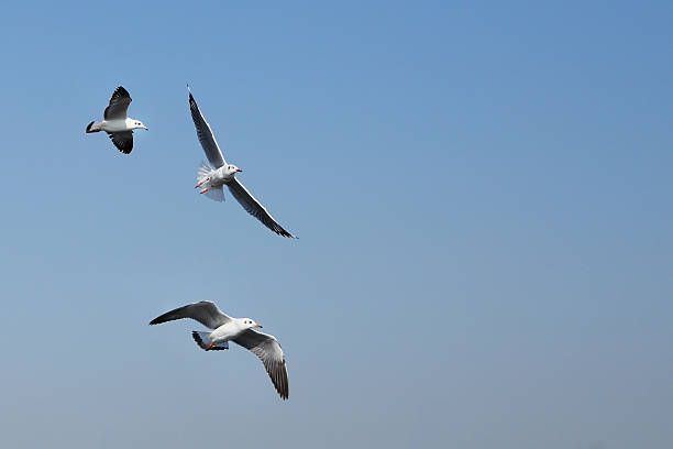 Seagull flying under the sky at Bang Pu beach, Thailand